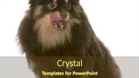  Presentation with tan - Amazing PPT theme having brown and tan pomeranian puppy licking lips with reflection on white background backdrop and a tawny brown colored foreground