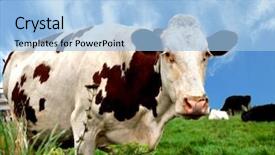  Presentation with cow milk - Audience pleasing PPT theme consisting of brown and white colored cow backdrop and a  colored foreground