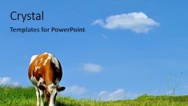  Presentation with dairy cow - Colorful PPT layouts enhanced with brown and white cow backdrop and a teal colored foreground