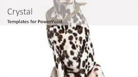  Presentation with brown - Beautiful slides featuring brown-and-white-dalmatian-sitting backdrop and a light gray colored foreground