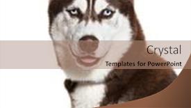 Presentation with husky - Theme featuring brown-and-white-siberian-husky background and a coral colored foreground
