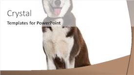  Presentation with husky - Presentation with brown-and-white-siberian-husky background and a white colored foreground