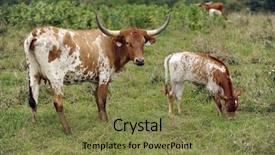  Presentation with cow - Amazing PPT layouts having brown and white texas longhorn cow with her calf grazing in a green field backdrop and a tawny brown colored foreground