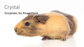  Presentation with guinea pig - Cool new theme with brown-and-yellow-guinea-pig backdrop and a white colored foreground