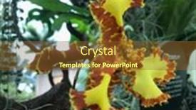  Presentation with single tree - Colorful presentation design enhanced with brown-and-yellow-single-stalk backdrop and a tawny brown colored foreground