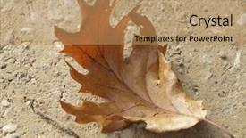  Presentation with neem leaf - Beautiful presentation featuring brown aok leaf on the ground backdrop and a coral colored foreground