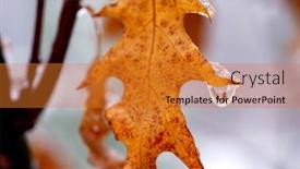  Presentation with water leaf - 