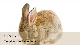  Presentation with baby animals - Amazing presentation theme having brown baby bunny isolated backdrop and a coral colored foreground