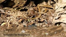  Presentation with brown - Presentation theme with brown-baby-garter-snake background and a coral colored foreground