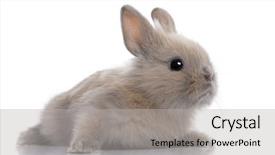  Presentation with rabbit - Presentation theme featuring brown baby rabbit 5 weeks background and a light gray colored foreground