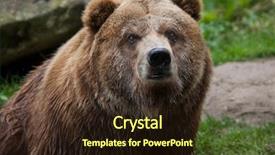  Presentation with wildlife - PPT theme having brown bear - mainland grizzly ursus arctos horribilis background and a wine colored foreground
