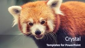  Presentation with brown bear - Presentation theme consisting of brown bear - portrait of a red panda background and a wine colored foreground