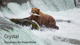  Presentation with brown bear - Theme consisting of brown bear - yosemite waterfall background and a light gray colored foreground