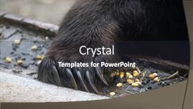 Presentation with paw - Amazing presentation theme having brown-bear-close-up-paw backdrop and a dark gray colored foreground