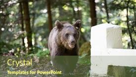  Presentation with brown bear - PPT theme consisting of brown-bear-cub-near-transfagarasan background and a tawny brown colored foreground