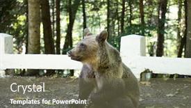  Presentation with brown bear - PPT layouts consisting of brown-bear-cub-near-transfagarasan background and a tawny brown colored foreground