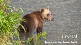  Presentation with brown bear - Colorful presentation enhanced with brown-bear-cub backdrop and a gray colored foreground