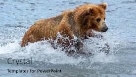  Presentation with brown bear - Amazing presentation design having brown-bear-hunts-for-salmon backdrop and a light blue colored foreground