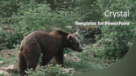  Presentation with brown bear - 
