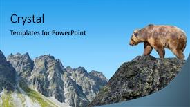  Presentation with brown bear - PPT theme enhanced with beauty beast - brown bear in mountain landscape background and a light blue colored foreground