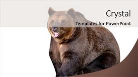  Presentation with brown bear - Beautiful slides featuring brown bear isolated on white backdrop and a light gray colored foreground