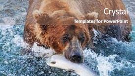  Presentation with brown bear - PPT layouts with brown bear on alaska background and a coral colored foreground