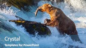  Presentation with brown bear - PPT theme featuring brown bear on alaska background and a teal colored foreground