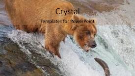  Presentation with brown bear - Slide set consisting of brown bear on alaska background and a coral colored foreground