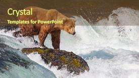  Presentation with brown bear - Beautiful theme featuring brown bear on alaska backdrop and a tawny brown colored foreground