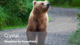  Presentation with brown bear - Amazing slides having brown bear on alaska backdrop and a gray colored foreground