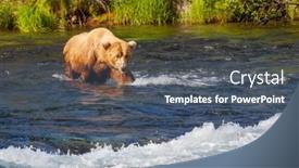  Presentation with brown bear - 