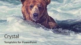  Presentation with brown bear - Colorful PPT theme enhanced with brown bear on alaska backdrop and a light gray colored foreground