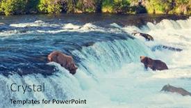  Presentation with brown bear - PPT theme consisting of brown-bear-on-alaska background and a light blue colored foreground