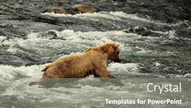  Presentation with brown bear - 