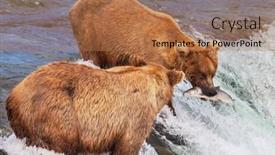  Presentation with brown bear - PPT layouts consisting of brown-bear-on-alaska background and a coral colored foreground