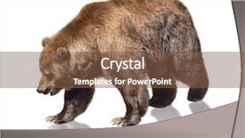  Presentation with brown bear - Presentation design enhanced with brown bear on white background background and a tawny brown colored foreground