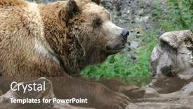  Presentation with brown bear - Slides consisting of brown bear portrait background and a tawny brown colored foreground