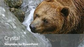  Presentation with brown bear - Beautiful presentation design featuring brown bear portrait backdrop and a gray colored foreground