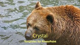  Presentation with brown bear - Presentation theme with brown bear portrait background and a tawny brown colored foreground