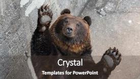  Presentation with brown bear - Theme featuring brown bear raising up hand background and a tawny brown colored foreground