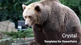  Presentation with brown bear - Colorful PPT theme enhanced with exigua - brown bear sat on rock backdrop and a wine colored foreground