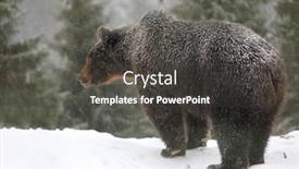 Presentation with brown bear - Presentation consisting of brown-bear-stay-on-snowy background and a dark gray colored foreground