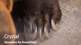  Presentation with brown bear - Amazing slide set having brown bear ursus arctos claw wild life animal backdrop and a violet colored foreground