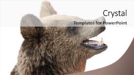  Presentation with brown bear - Theme enhanced with brown bear ursus arctos isolated background and a white colored foreground