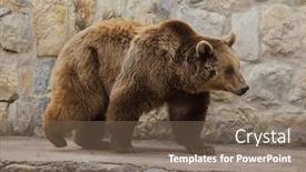  Presentation with brown bear - Amazing PPT layouts having brown-bear-ursus-arctos-wild backdrop and a violet colored foreground