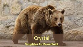  Presentation with brown bear - Audience pleasing presentation design consisting of brown-bear-ursus-arctos-wild backdrop and a tawny brown colored foreground
