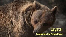  Presentation with brown bear - Slide deck featuring brown-bear-ursus-arctos-wild background and a tawny brown colored foreground