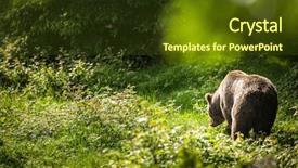  Presentation with brown bear - Audience pleasing slide deck consisting of brown bear ursus arctos backdrop and a tawny brown colored foreground