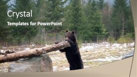  Presentation with brown bear - Amazing PPT layouts having brown-bear-ursus-arctos backdrop and a dark gray colored foreground