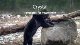  Presentation with brown bear - Audience pleasing PPT theme consisting of brown-bear-ursus-arctos backdrop and a dark gray colored foreground